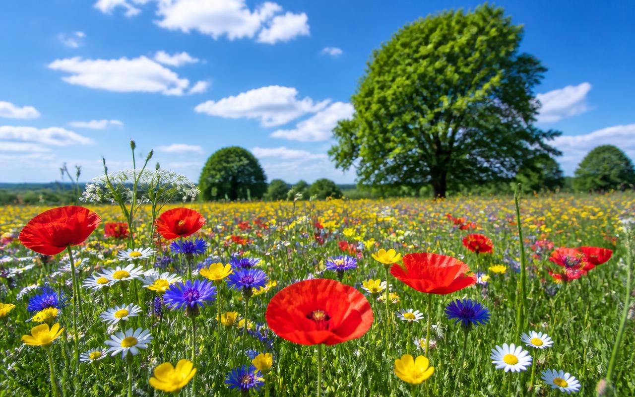 A meadow of red, yellow, white and purple wildflowers under a blue sky