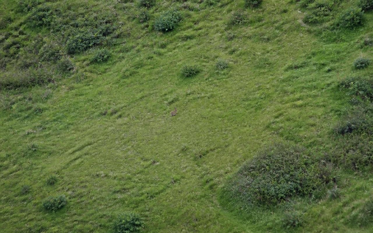 Aerial view of a green hillside meadow with a small distant rabbit