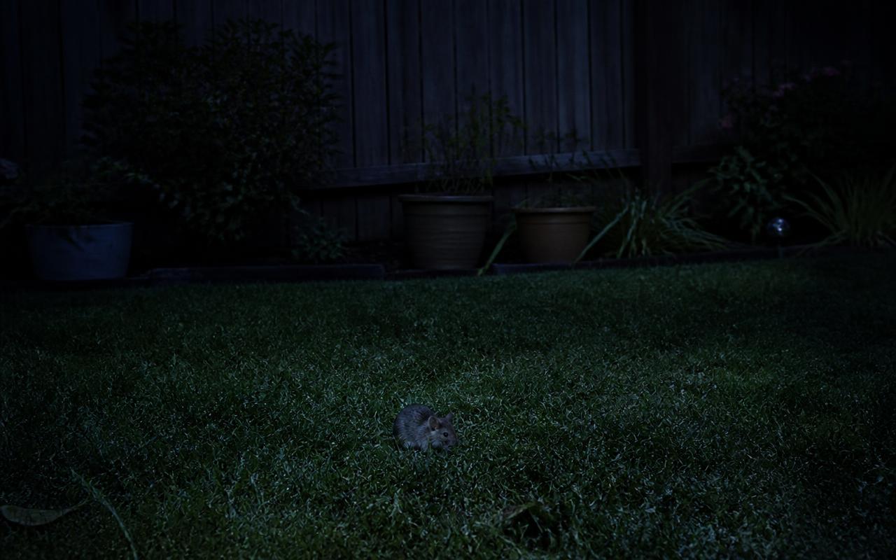 A very dark night garden with a fence, plants and a mouse on the lawn