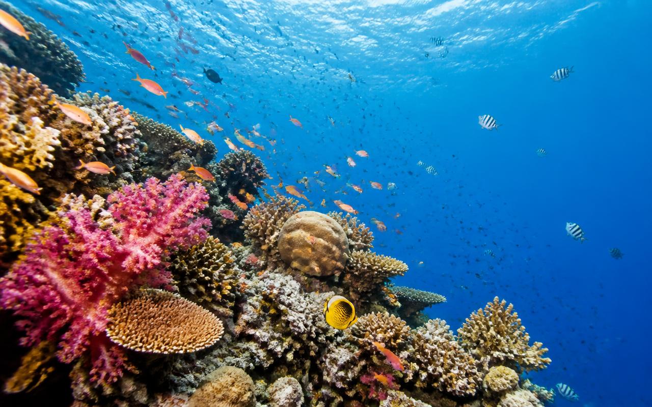 A colourful tropical coral reef underwater
