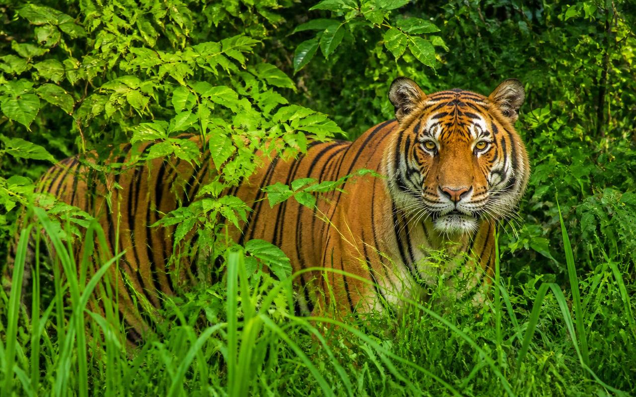 A tiger standing in green jungle foliage